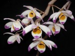 Dendrobium wardianum.jpg