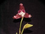 Lycaste macroplylla.jpg