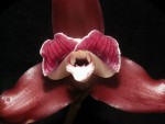 Lycaste macrophylla-detail.jpg
