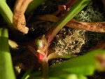Sarracenia hybrid.JPG
