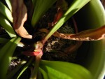 Sarracenia hybrid I.JPG