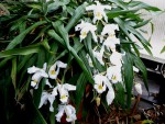 orchideje 2343.jpg