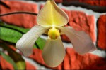 Paphiopedilum3.jpg