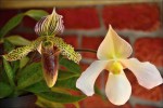 Paphiopedilum2.jpg