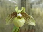 Paphiopedilum jackii.jpg