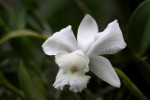 Cattleya dolosa var. alba.jpg