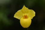 Paphiopedilum armeniacum.jpg