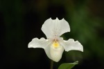 paphiopedilum puddle.jpg