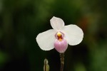 Paphiopedilum delenatii .jpg