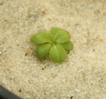 Drosera aff. tubaestylis Brookton form_resize.JPG