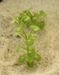 Drosera stolonifera_resize.JPG