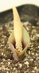 Amorphophallus terrestris_c_resize.JPG