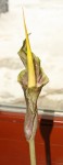 Amorphophallus gallaensis_a_resize.JPG