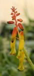 Lachenalia aloides var. quadricolor_b_resize.JPG