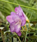 Freesia fialová_resize.JPG