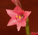 Hippeastrum Benizuru_b_resize.JPG