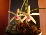 Laelia_lundii.jpg