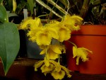 orchideje 2379.jpg