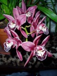 cymbidium červená forma.JPG