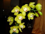 cymbidium žlutá forma 17.JPG