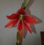 Hippeastrum Stained Glass_a_resize.jpg