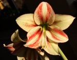 Hippeastrum Bipapilio_b_resize.JPG