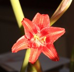 Hippeastrum Suhgi_a_resize.JPG