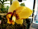 orchideje 2397.jpg