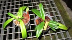 Paph.t.jpg