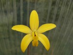 Laelia bradei3.jpg