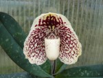 Paphiopedilum leucochilum.jpg