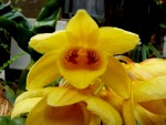 orchideje 2346.jpg