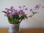 dendrobium kingianum.jpg