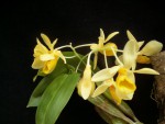 Dendrobium sulcatum.jpg