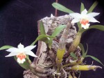 Dendrobium williamsonii.jpg