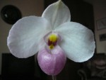 Paph.delenatii.jpg