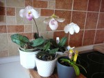 Paph.jpg