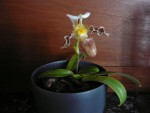 Paph. tranlienianus.jpg