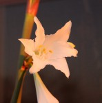 Hippeastrum Graduation White_a_resize.JPG