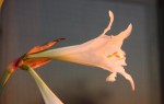 Hippeastrum Graduation White_d_resize.JPG