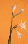 Hippeastrum Graduation White_f_resize.JPG