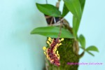 Bulbophyllum falcatum.jpg