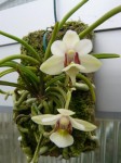 Holcoglossum flavescens1.jpg