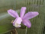 Cattleya kerrii5.jpg