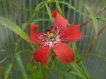 Dendrobium cinnabarinum.jpg