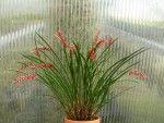 Dendrochilum wenzelii ´red´1.jpg