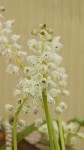 Lachenalia convallarioides_b_resize.JPG