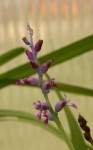 Lachenalia namaquensis_a_resize.JPG