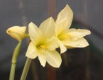 Hippeastrum Gold Shine_b_resize.JPG