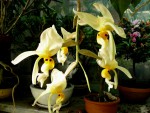 orchideje 23389.jpg